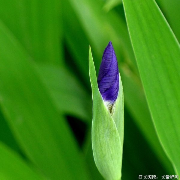 鸢尾花 || 宏村，一场缘定三生的遇见