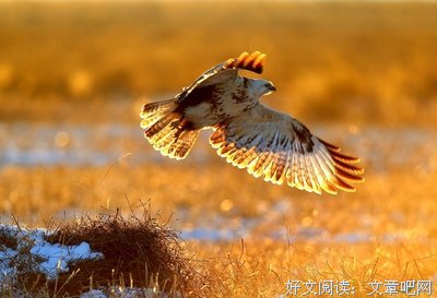 《兰芷》经典句子
