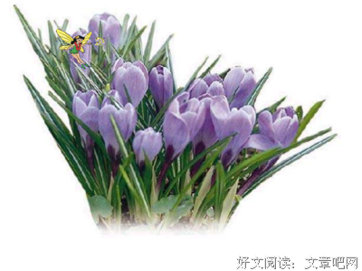 《紫》的句子