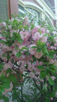 问花不语，花替人愁