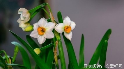 我家的花