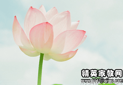 《扶桑》小说句子