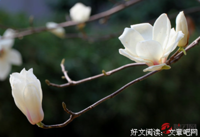 冯唐的语句摘抄_关于冯唐的语句