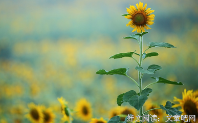 洁身的语句摘抄_关于洁身的语句