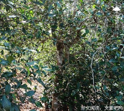 《书心》的句子