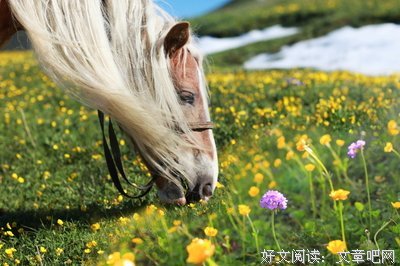 生如夏花的优美句子