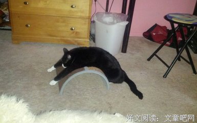 来信 | 当男朋友猫咪的铲屎官，却根本不被他念我的好