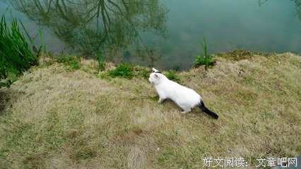 有关庄雅婷名言