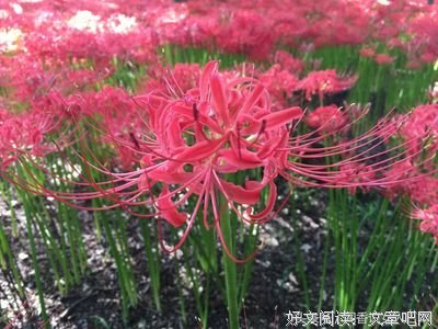 有一种爱，属于绝望