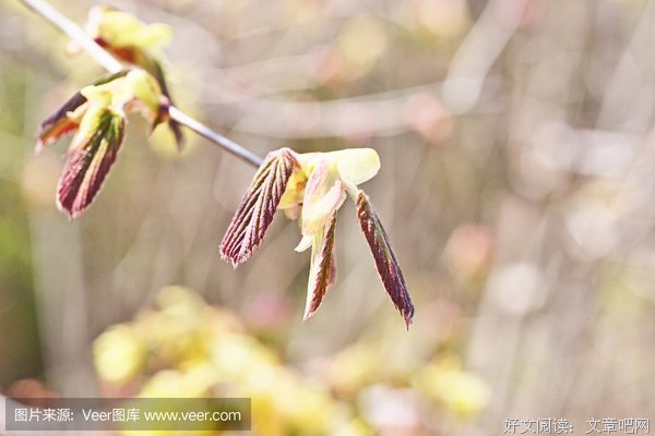《苍耳》名句欣赏