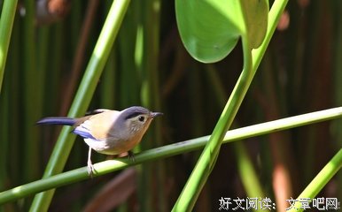 最全的《蓝翅》经典语句大全