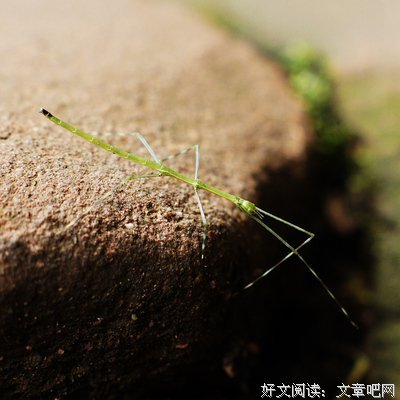 最全的《青城》佳句摘抄