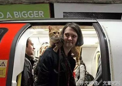 豆瓣8.0！《流浪猫鲍勃》一个关于治愈与救赎的故事