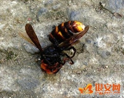 日本，高个子的地狱...