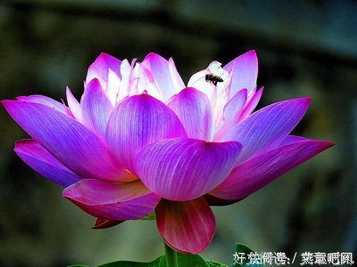 关于死皮赖脸名言名句