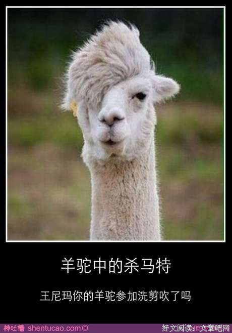 最新的王尼玛名言警句