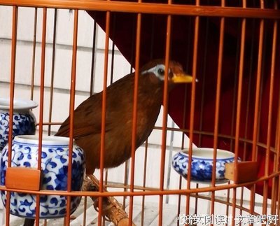 关于画眉郎的名言