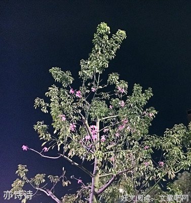 《凤求凰》语录摘抄