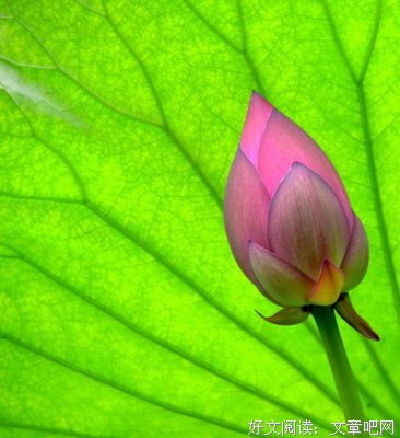 最全的《我爱你》经典名句大全