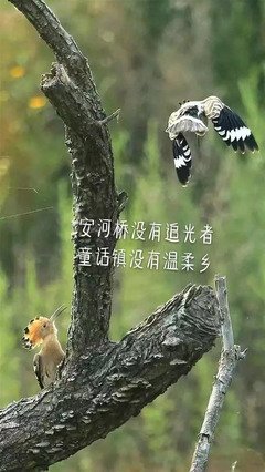 最经典的《童话镇》经典的句子大全