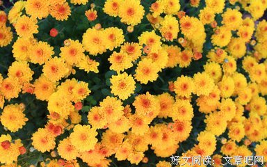 最全的《草草集》好段摘抄