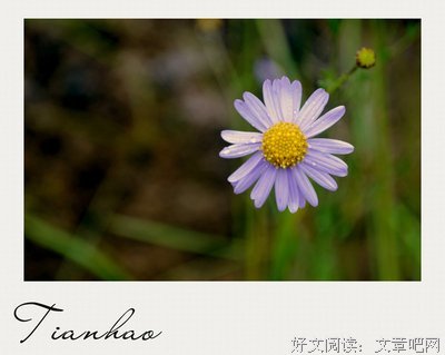 花未眠的优美句子
