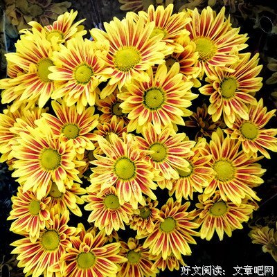 五味的优美句子
