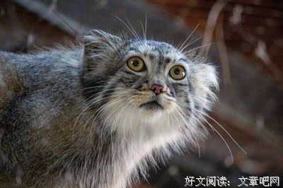 有关郑渊洁名句欣赏
