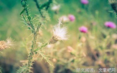 最经典的锦夏末精彩语录
