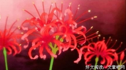 最经典的《地狱少女》经典语句