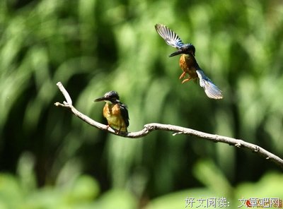 心语思音