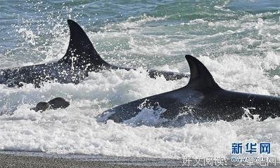 最全的列夫·托尔斯泰名言大全