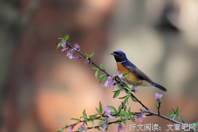 关于赶鸭子上架的名句摘抄