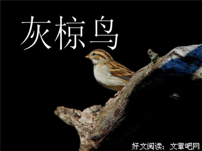 最经典的《奇鸟行状录》小说摘抄