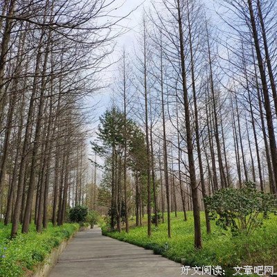 《我亦飘零久》经典名句