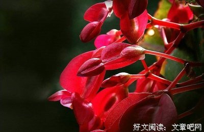 有关唐婉的美句摘抄