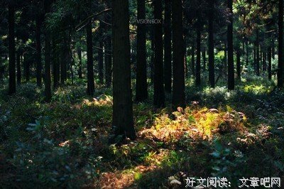 风起青萍优美的句子