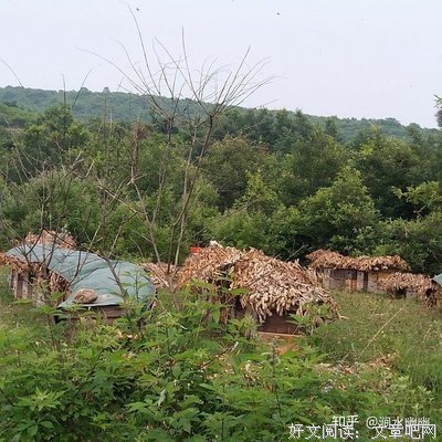 最全的《蜂蜜与四叶草》佳句摘抄大全