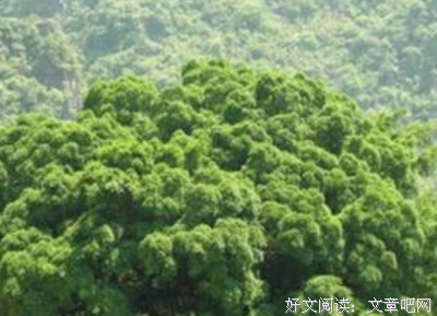 描写子玩的经典句子