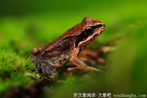 心弦