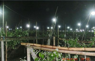 枣园夜色