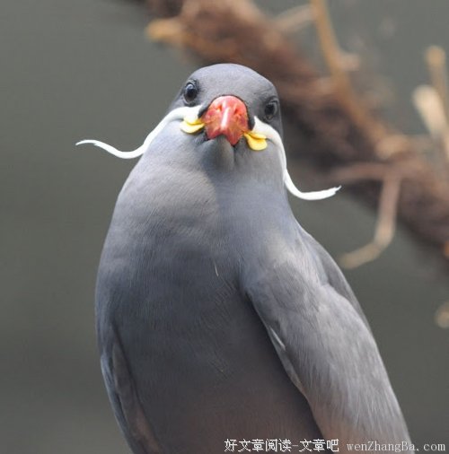 即便只是墨色的影子