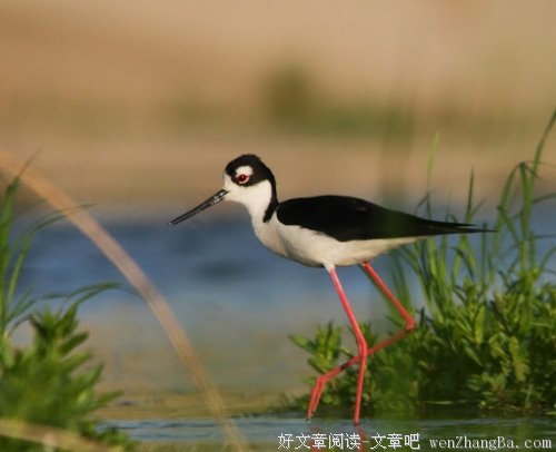 仿徨伤了谁