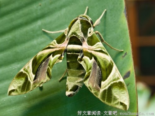 书中浮现的美好