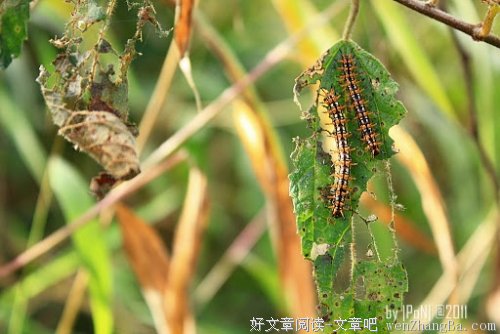 追逐——夸父逐梦