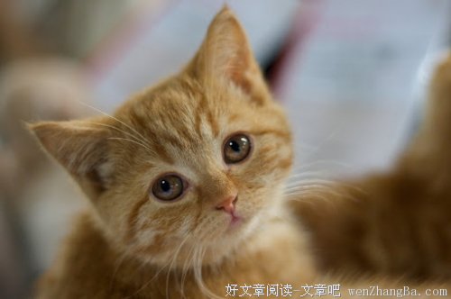 小城往事，十一弹笔记
