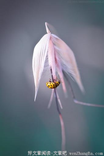 时光如花
