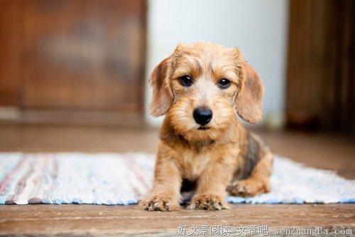 向阳不畏悲伤