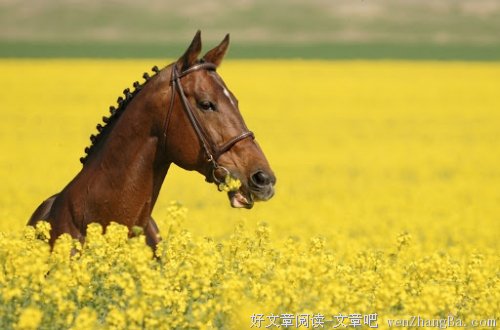  刘海砍柴