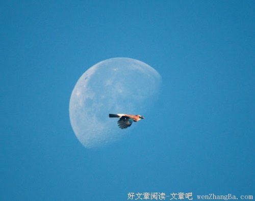 亲爱的自己